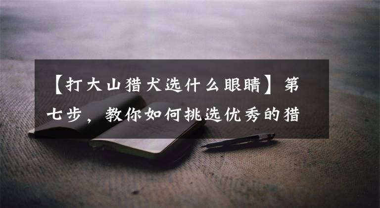 【打大山猎犬选什么眼睛】第七步，教你如何挑选优秀的猎犬。