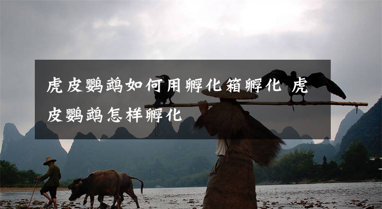 虎皮鹦鹉如何用孵化箱孵化 虎皮鹦鹉怎样孵化