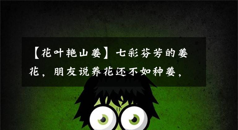 【花叶艳山姜】七彩芬芳的姜花，朋友说养花还不如种姜，能看能吃