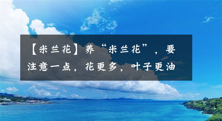 【米兰花】养“米兰花”，要注意一点，花更多，叶子更油绿，四季都茂盛