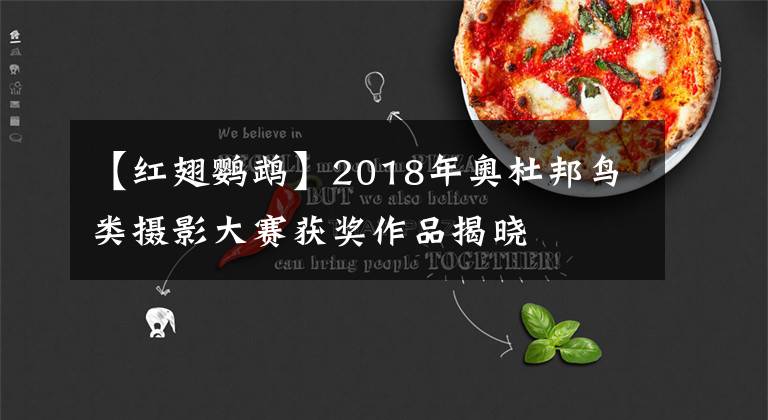 【红翅鹦鹉】2018年奥杜邦鸟类摄影大赛获奖作品揭晓