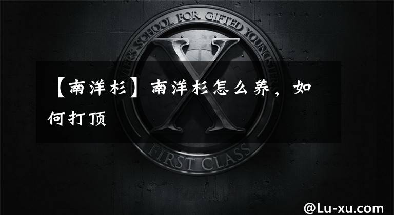 【南洋杉】南洋杉怎么养，如何打顶