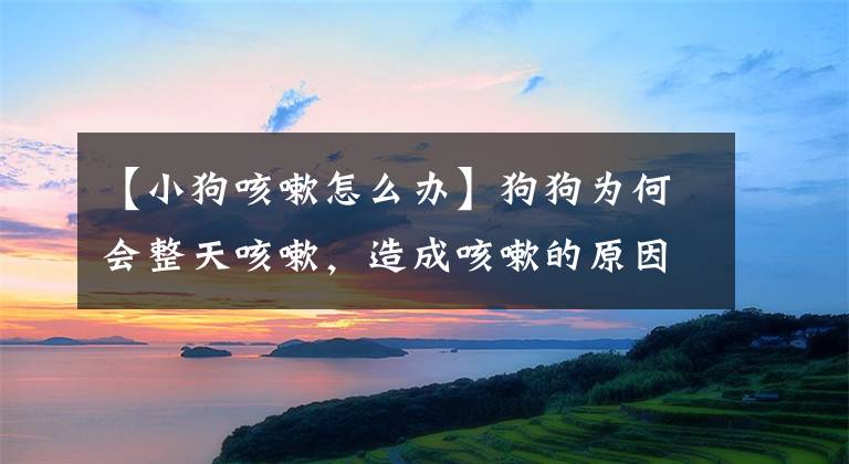 【小狗咳嗽怎么办】狗狗为何会整天咳嗽，造成咳嗽的原因有哪些，主人该如何应对