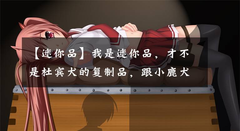 【迷你品】我是迷你品,才不是杜宾犬的复制品,跟小鹿犬更没什么关系!