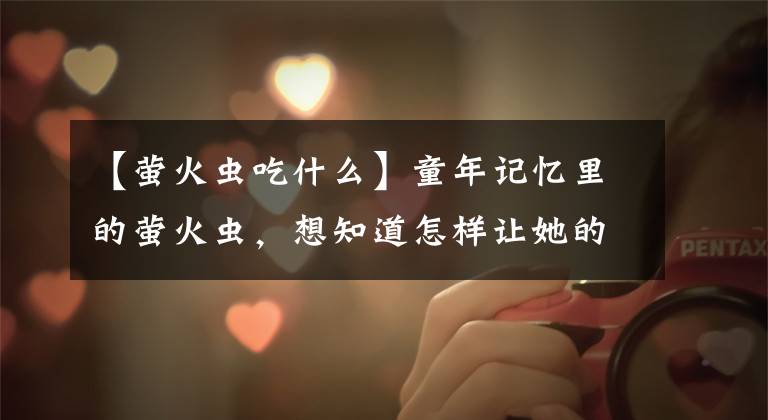 【萤火虫吃什么】童年记忆里的萤火虫,想知道怎样让她的发光更亮更持久吗?