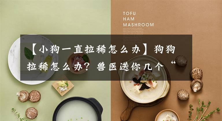 【小狗一直拉稀怎么办】狗狗拉稀怎么办?兽医送你几个“锦囊”,这样治没毛病