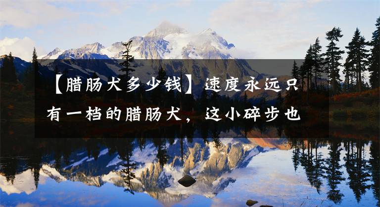 【腊肠犬多少钱】速度永远只有一档的腊肠犬,这小碎步也是可爱又令人着急啊