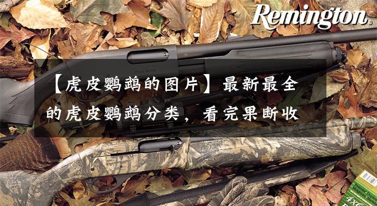 【虎皮鹦鹉的图片】最新最全的虎皮鹦鹉分类,看完果断收藏