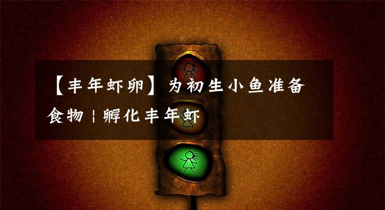 【丰年虾卵】为初生小鱼准备食物 | 孵化丰年虾