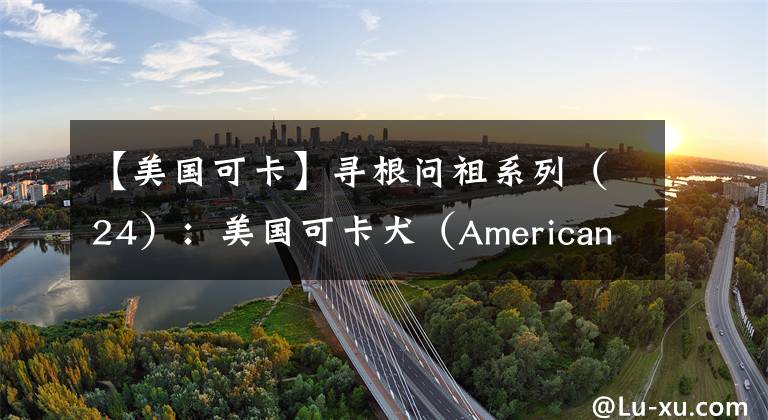 【美国可卡】寻根问祖系列(24):美国可卡犬(American Cocker Spaniel)