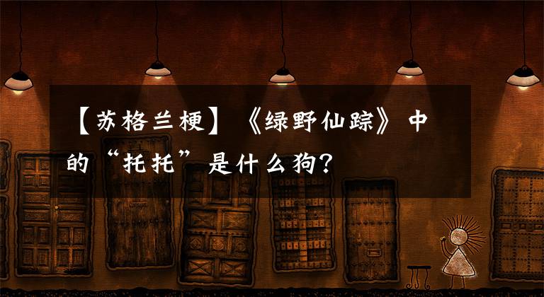 【苏格兰梗】《绿野仙踪》中的“托托”是什么狗?