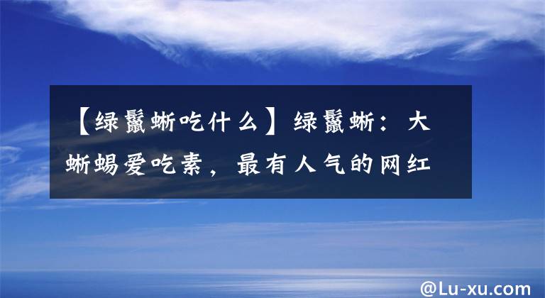 【绿鬣蜥吃什么】绿鬣蜥:大蜥蜴爱吃素,最有人气的网红爬宠