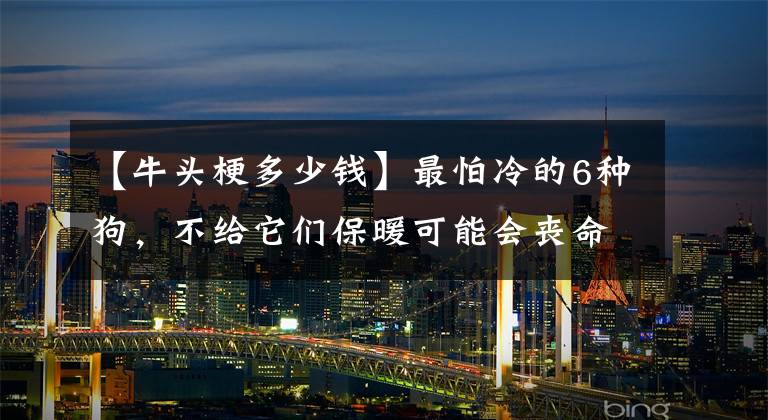 【牛头梗多少钱】最怕冷的6种狗,不给它们保暖可能会丧命