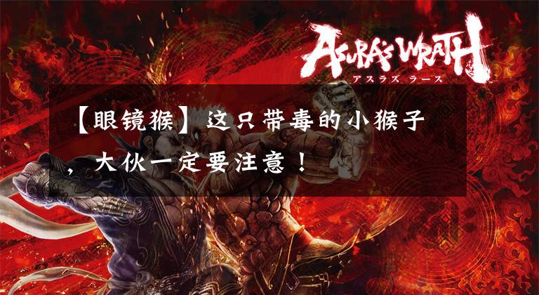 【眼镜猴】这只带毒的小猴子，大伙一定要注意！