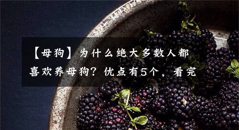 【母狗】为什么绝大多数人都喜欢养母狗?优点有5个,看完你想养吗?