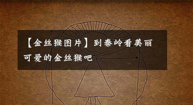 【金丝猴图片】到秦岭看美丽可爱的金丝猴吧