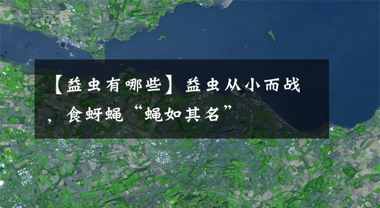 【益虫有哪些】益虫从小而战，食蚜蝇“蝇如其名”