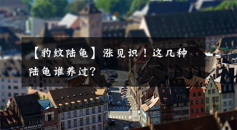 【豹纹陆龟】涨见识！这几种陆龟谁养过？