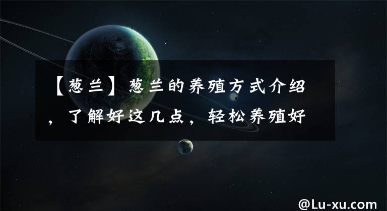 【葱兰】葱兰的养殖方式介绍，了解好这几点，轻松养殖好葱兰！