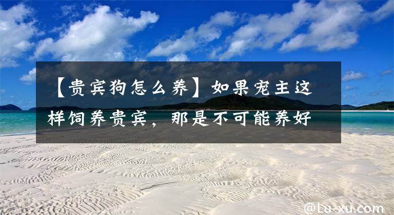 【贵宾狗怎么养】如果宠主这样饲养贵宾，那是不可能养好的，只会害了它！