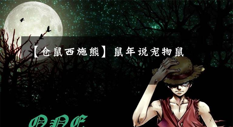 【仓鼠西施熊】鼠年说宠物鼠