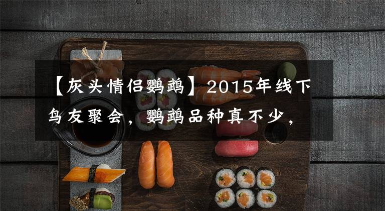 【灰头情侣鹦鹉】2015年线下鸟友聚会，鹦鹉品种真不少，金刚、葵花、灰机