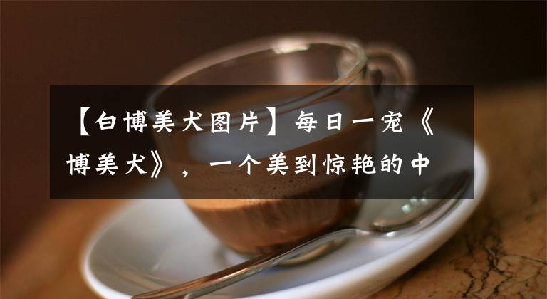 【白博美犬图片】每日一宠《博美犬》，一个美到惊艳的中小体犬