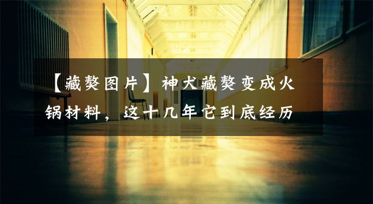 【藏獒图片】神犬藏獒变成火锅材料,这十几年它到底经历了什么?