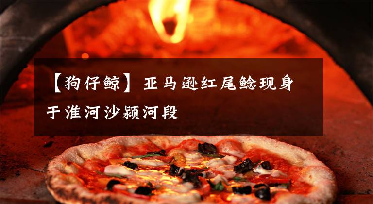 【狗仔鲸】亚马逊红尾鲶现身于淮河沙颍河段