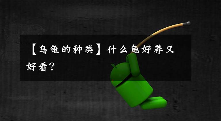 【乌龟的种类】什么龟好养又好看?