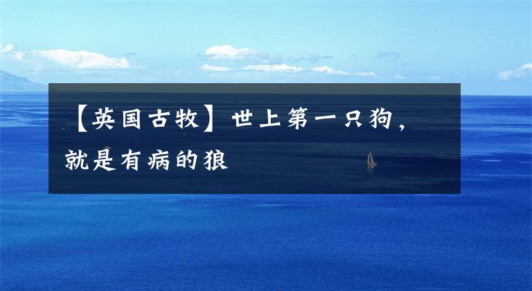 【英国古牧】世上第一只狗,就是有病的狼