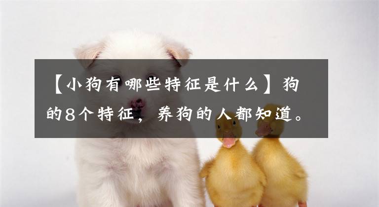 【小狗有哪些特征是什么】狗的8个特征，养狗的人都知道。第七个草田狗主人赞成