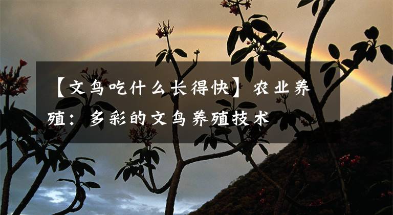 【文鸟吃什么长得快】农业养殖：多彩的文鸟养殖技术