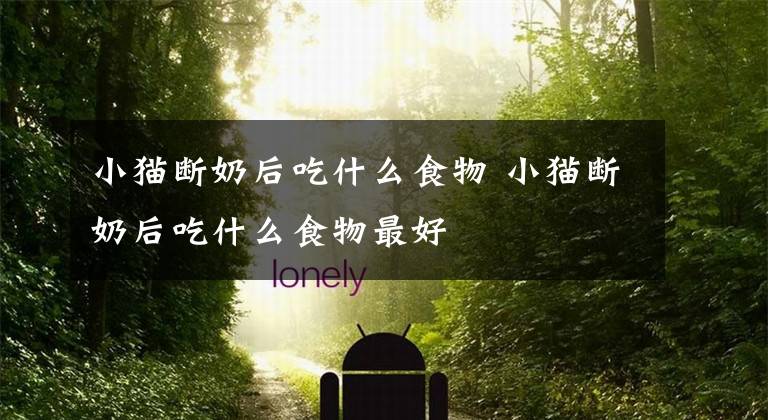 小猫断奶后吃什么食物 小猫断奶后吃什么食物最好