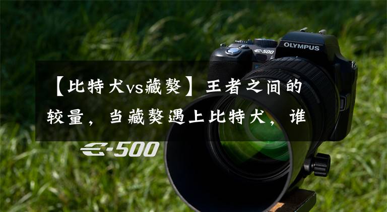 【比特犬vs藏獒】王者之间的较量,当藏獒遇上比特犬,谁才是真正的霸主