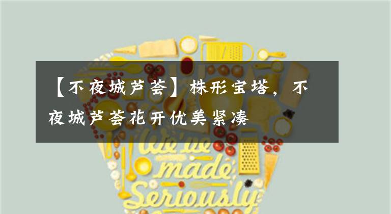 【不夜城芦荟】株形宝塔,不夜城芦荟花开优美紧凑