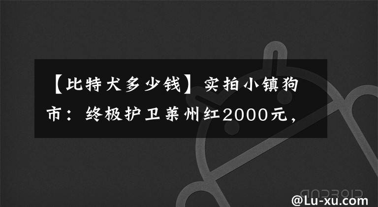 【比特犬多少钱】实拍小镇狗市：终极护卫莱州红2000元，金毛1600元，比特犬550元