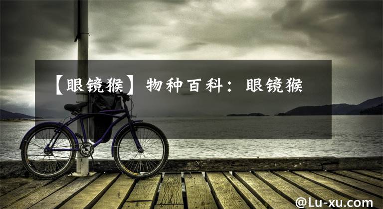 【眼镜猴】物种百科:眼镜猴