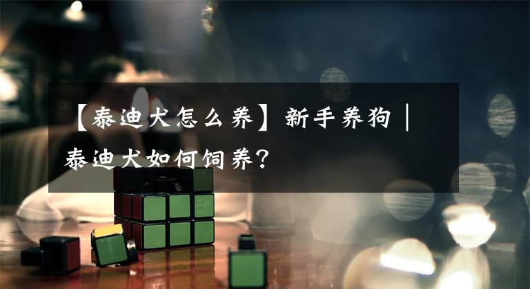 【泰迪犬怎么养】新手养狗|泰迪犬如何饲养?