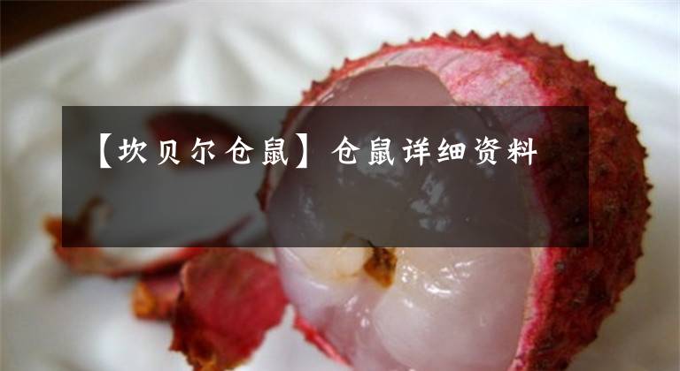 【坎贝尔仓鼠】仓鼠详细资料