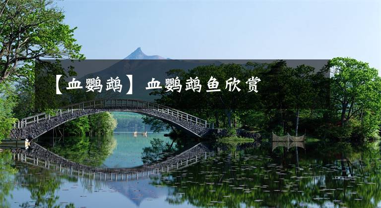 【血鹦鹉】血鹦鹉鱼欣赏