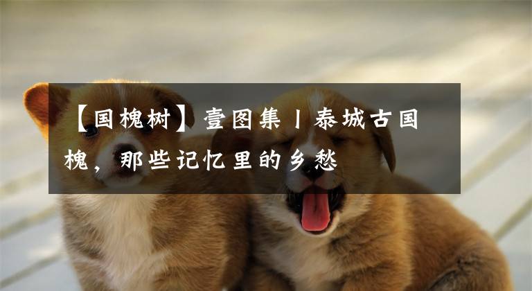 【国槐树】壹图集丨泰城古国槐，那些记忆里的乡愁