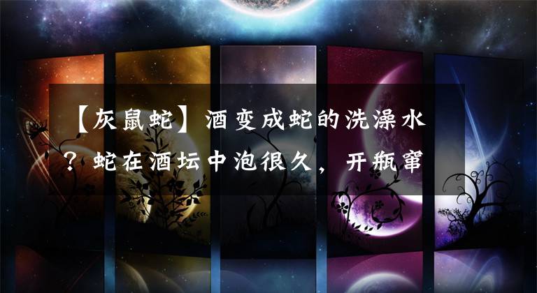 【灰鼠蛇】酒变成蛇的洗澡水?蛇在酒坛中泡很久,开瓶窜出咬人,为何没死?