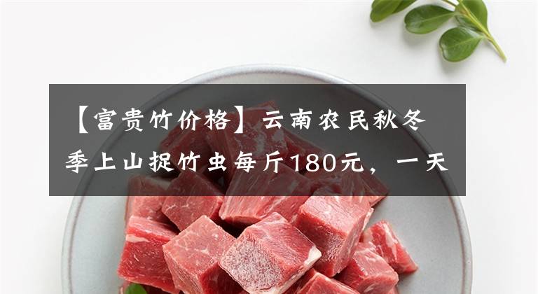 【富贵竹价格】云南农民秋冬季上山捉竹虫每斤180元，一天能捉四五斤，真赚钱