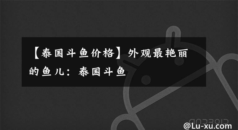 【泰国斗鱼价格】外观最艳丽的鱼儿：泰国斗鱼