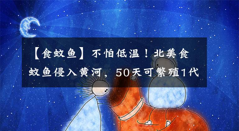 【食蚊鱼】不怕低温！北美食蚊鱼侵入黄河，50天可繁殖1代，会泛滥吗？
