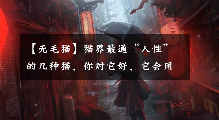 【无毛猫】猫界最通“人性”的几种猫,你对它好,它会用生命报答你