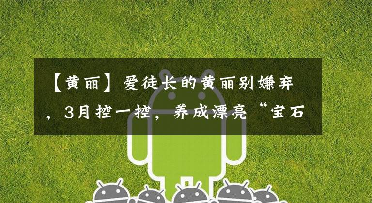 【黄丽】爱徒长的黄丽别嫌弃，3月控一控，养成漂亮“宝石花”