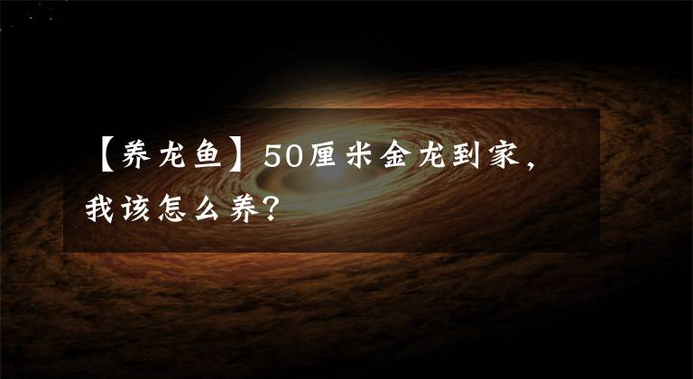 【养龙鱼】50厘米金龙到家，我该怎么养？