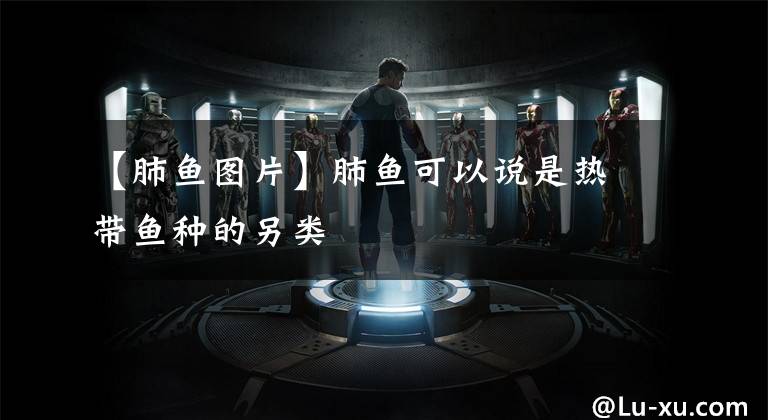 【肺鱼图片】肺鱼可以说是热带鱼种的另类